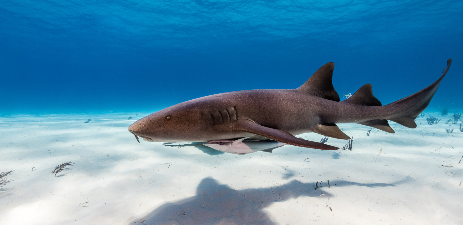 Rekin pielęgniarski