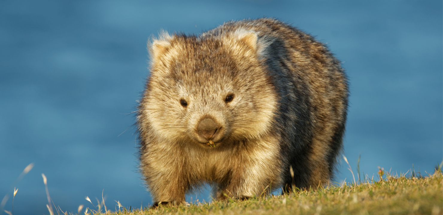 wombat