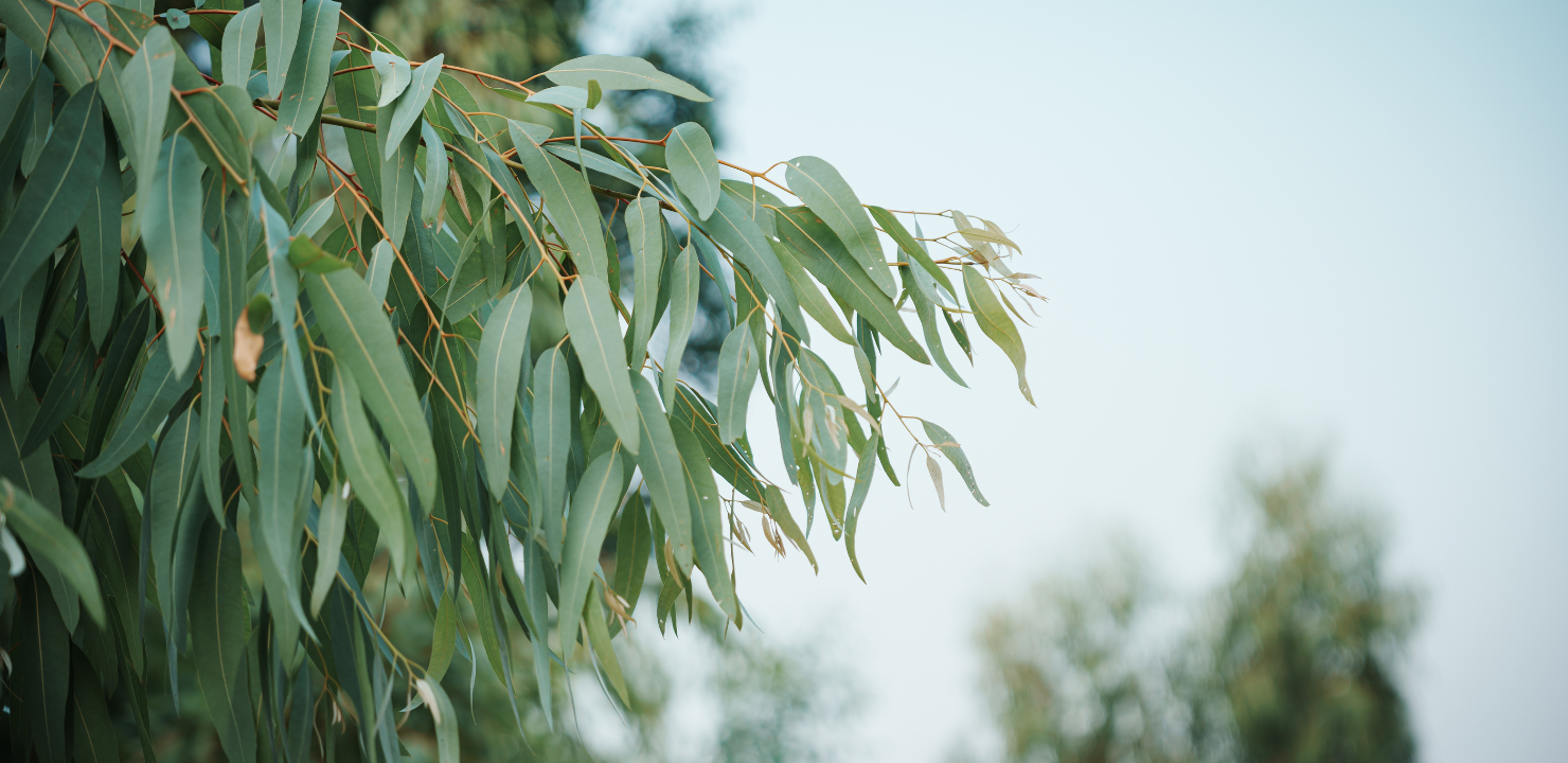 Jak przygotować się do rejsu po Australii i Nowej Zelandii? Wskazówki od Unique Moments
