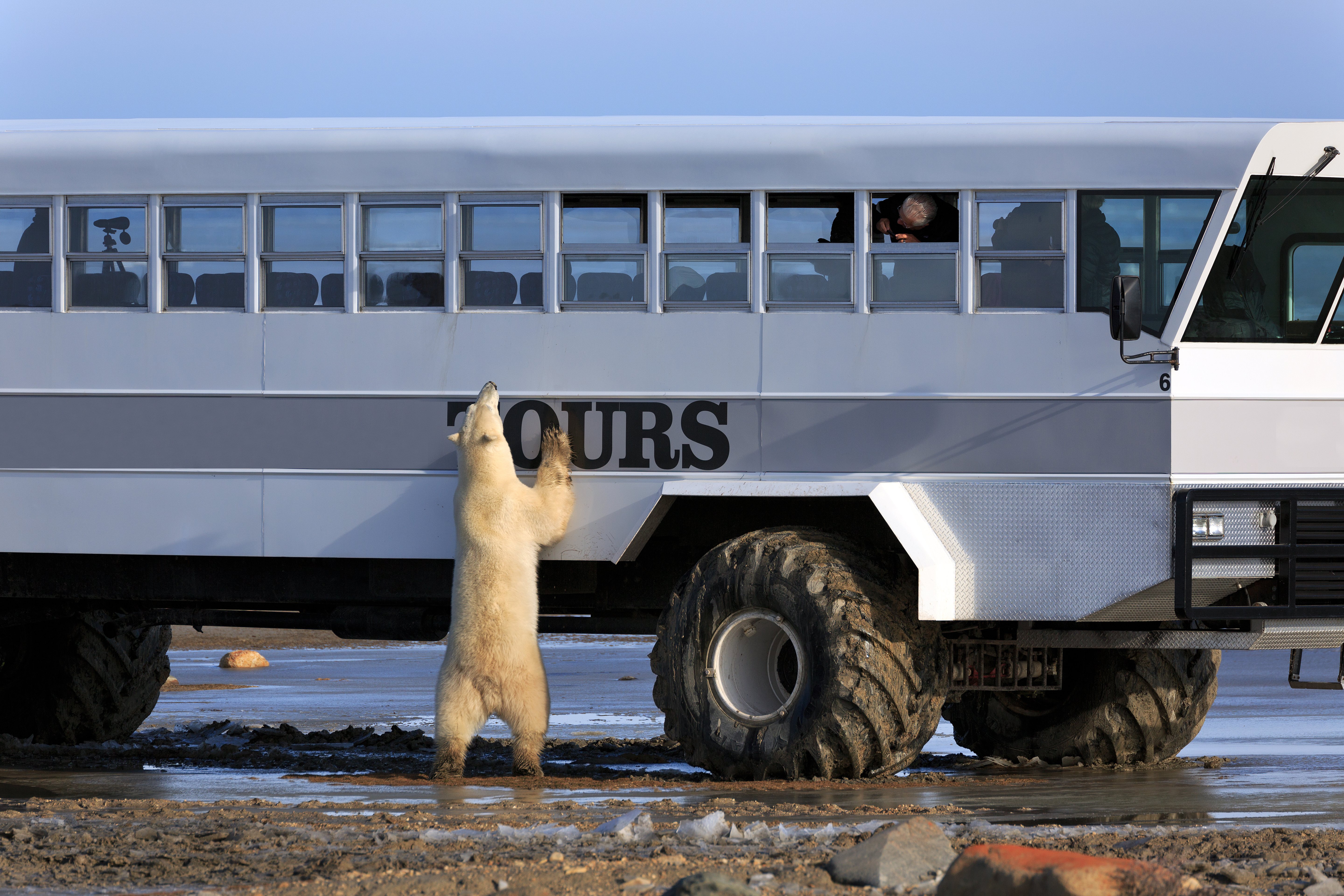 Tundra Buggy Kanada