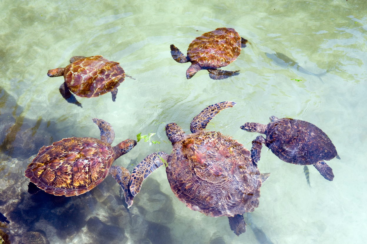 Zanzibar turtles